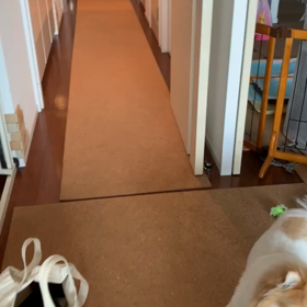 ボール買ってもらったよの画像