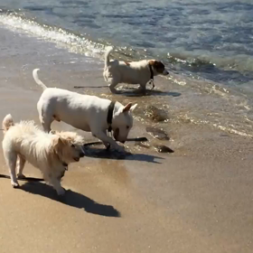 ありがとうの画像