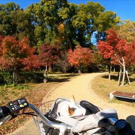 大阪城公園もみじ園videoの画像