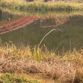 カワセミの画像