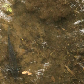 こい暴れ気味動画の画像