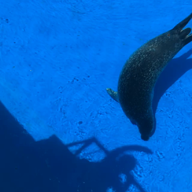 アザラシ♡の画像