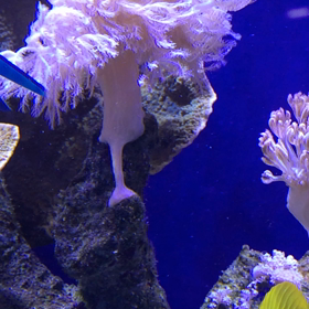 ウミアザミをカットした動画ですの画像