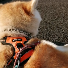 今朝も未来丸の朝散歩無事終了しました？の画像