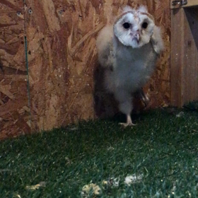 メンフクロウ 雛の画像