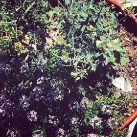 本日のゲスト♡の画像