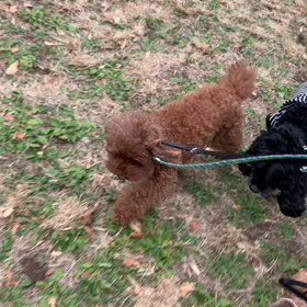 11月24日13わんこと2時間遠足　代々木公園表参道の画像