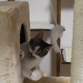 キャットタワーあらわる2の画像