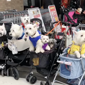 ボク怒られてる？の画像