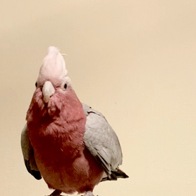くだらない呟きと…飛びます！飛びます！！の画像