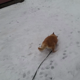 雪やこんこの画像