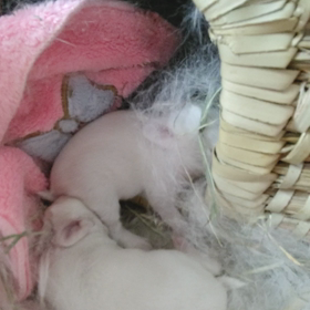 生後１週間目のウサチャンの画像