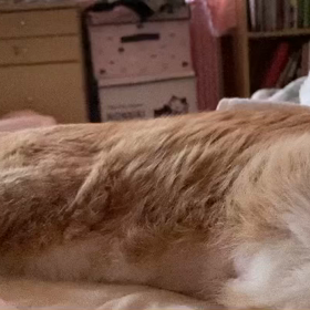 なろくんの病気 【うちの猫】の画像