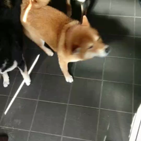 これが飼い主目線！柴犬３匹に襲われる？歓迎される－柴犬ひなあおそらの画像