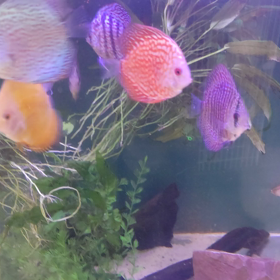 先週入荷したディスカスたちの画像