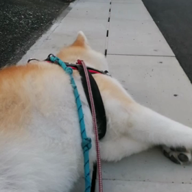 昨日に引き続き涼しい朝、早朝は絶好の散歩日和❗しかし！未来丸はリラックスゴロ寝休憩大好き❤️なの画像