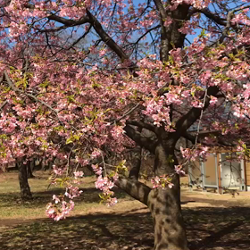 ♪お散歩動画♪代々木公園♪の画像
