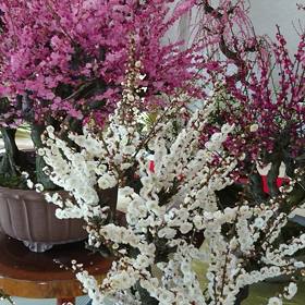 百畳敷きのお座敷梅(動画)の画像