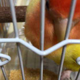 コザクラインコ絶賛ペレット練習中‼️（おまけ）の画像