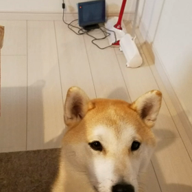 食べたいです‼の画像