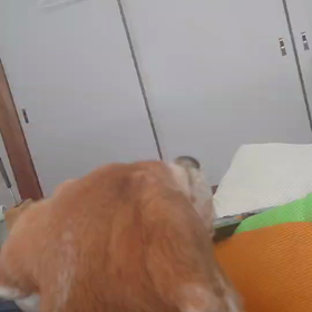 出動か？の画像