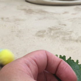 なぜ手に、、、の画像