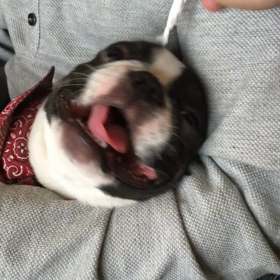 ボイコットの画像