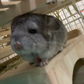 ネックレス笑生後２８日目の画像