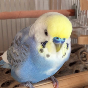 はぴが飛んでくる魔法のコトバの画像