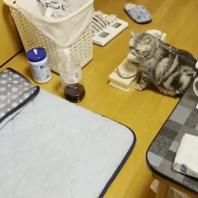 タマ、食欲の秋の画像