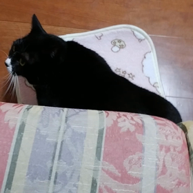 遊びのお誘い　激しいver　闘牛士の画像