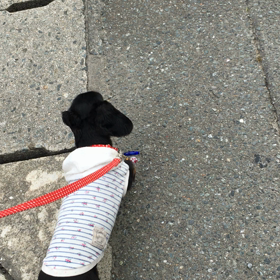 あ散歩❤︎の画像