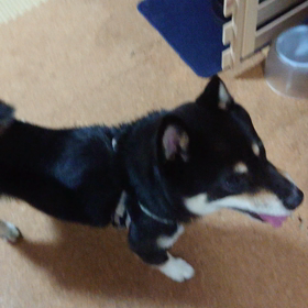 あんみつの成長の画像