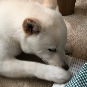 座布団の端っこの画像