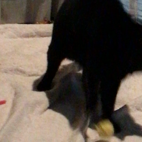 毛糸玉遊びの画像