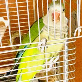 セバスの歌の練習とお喋り！？の画像