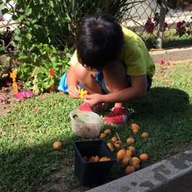 ビワの木2の画像