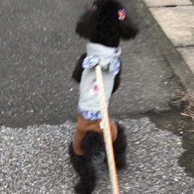 2足歩行♪♪の画像