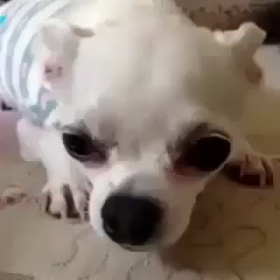 睡眠不足ですの画像