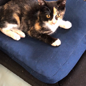 ミックですの画像