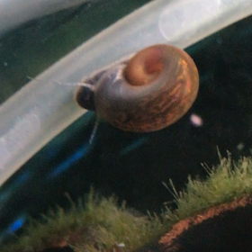 水槽のカタツムリの画像