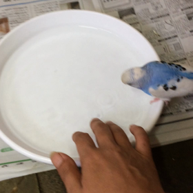 この夏最後の初水遊びの画像