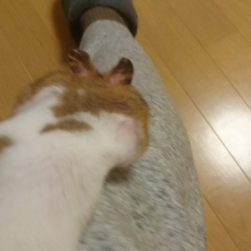 帰れるかな⁉️の画像