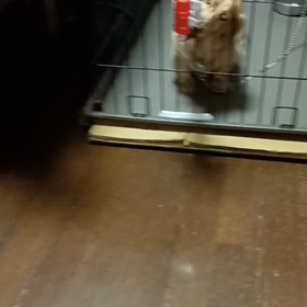 お水を飲むどんちゃんの画像