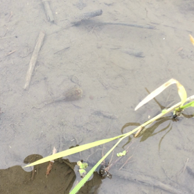 カブトエビの画像