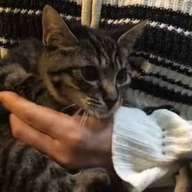 里親様募集中のミィちゃんの画像