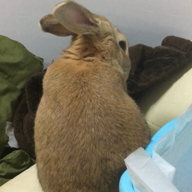 ユキオすねてますの画像