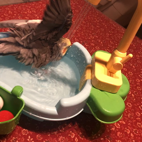 オカメインコの初水浴びの画像