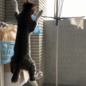 やめてほしい行為！猫あるあるでしょ。仕事休んで孫守りに意義あり。の画像