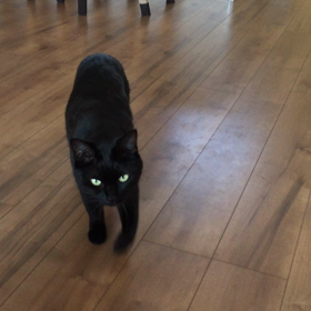 おしゃべりなクロちゃんの画像